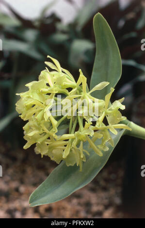 Epidendrum difforme (epiphyte) small yellow orchid flowers and large leaves Stock Photo