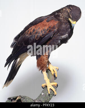 Side view of a Harris's Hawk, Parabuteo unicintus, perched on a branch with its head looking downwards. Stock Photo