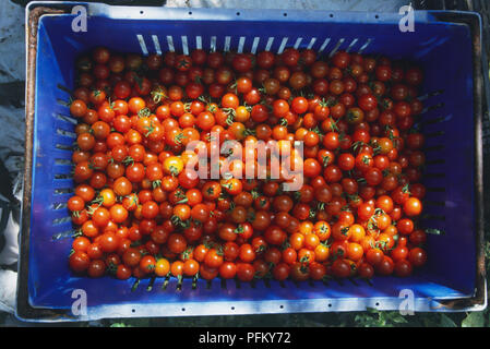 Lycopersicon esculentum, ripe red tomatoes in a blue plastic crate, view from above Stock Photo