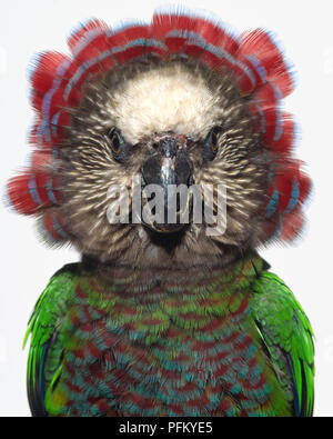 Front view head close-up of a Red-Fan Parrot showing the hooked bill and staring eyes. The bird has spread its crest feathers into a broad fan framing the face. Also known as the Hawk-headed parrot. Stock Photo