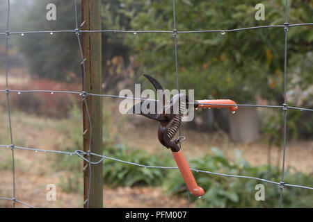 Old vintage rusted pair of garden clippers hanging in the rain on a box wire fence with garden in background, rural rustic lifestyle in the spring, Stock Photo