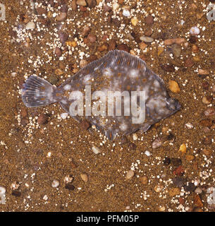 Flat flounder fish blending in with the seabed and sand hugging