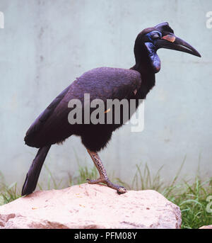 Bucorvus Abyssinicus, Abyssinian Ground Hornbill Stock Photo - Alamy