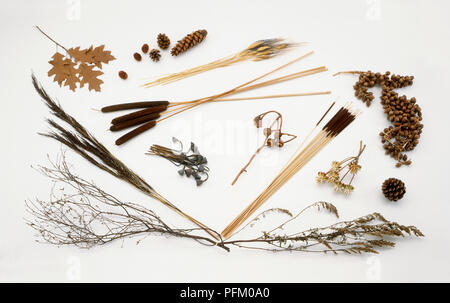 Bunches of brown plants, including branches from Rattan palm, Greater reedmace, Lesser reedmace, Barley, Tolbos, Mugwort, Pin oak, Lotus seed, Reed, Silver birch, Paradise nut, Pine cones, Larch cone Stock Photo