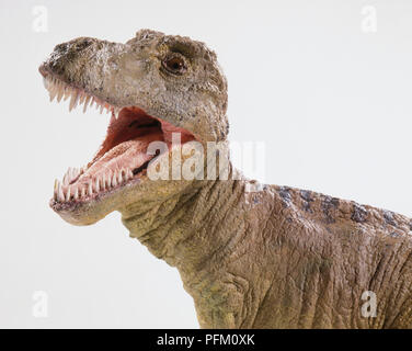 Tyrannosaurus Rex model head, mouth wide open, close-up Stock Photo