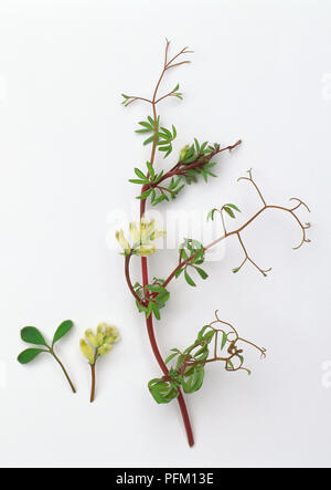 Ceratocapnos claviculata (Climbing corydalis), stem with flowers and leaves Stock Photo