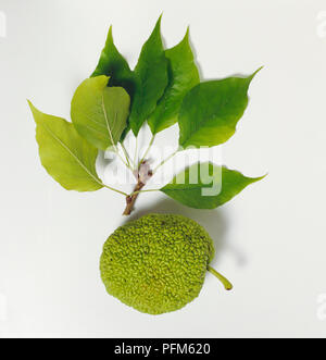 Maclura pomifera (Osage-orange), fruit and leaves Stock Photo