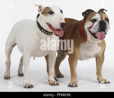 British bulldog hot sale terrier