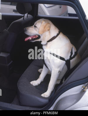 Labrador cheap seat belt