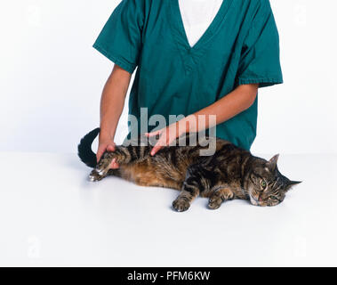 Checked Cat The cat being examining in vet clinic Stock Photo - Alamy