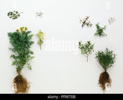 Ruta graveolens (Garden rue) and Satureja montana (Winter savory), plants with their roots attached, seeds, fresh leaves, dried leaves Stock Photo