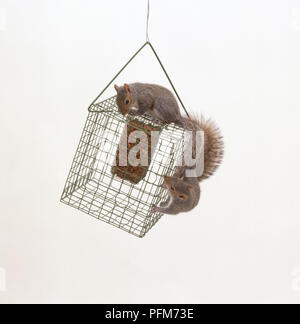 Grey Squirrel (Sciurus carolinensis), stealing nuts from metal cage Stock Photo