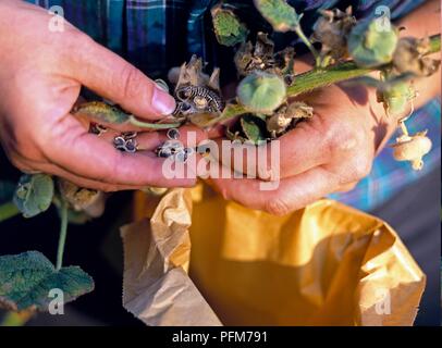 Using hands to remove hollyhock seeds from stem Stock Photo
