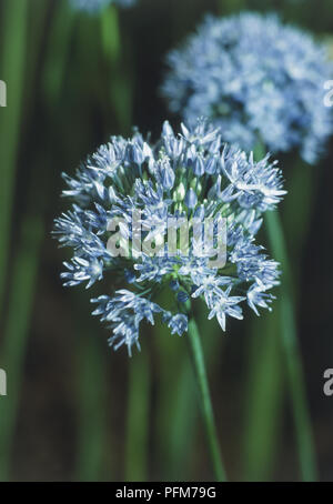 Allium caeruleum, Blue Globe Onion flowers, close up Stock Photo
