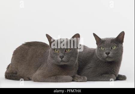 Two Blue Korat Cats (Felis silvestris catus) lying on their front side by side, front view. Stock Photo