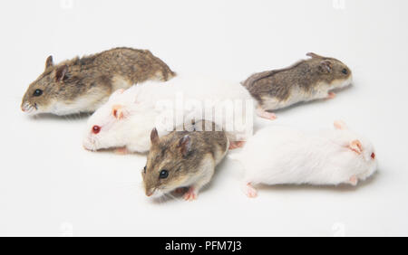 Five Hamsters (Cricetus cricetus), two white, three grey-brown, running off in different directions, high angle view. Stock Photo
