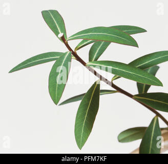 A branch of spurge showing sap. Stock Photo