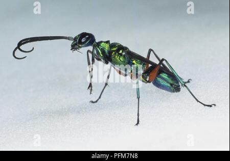 Emerald Cockroach Wasp or Jewel Wasp (Ampulex compressa), side view, close up Stock Photo