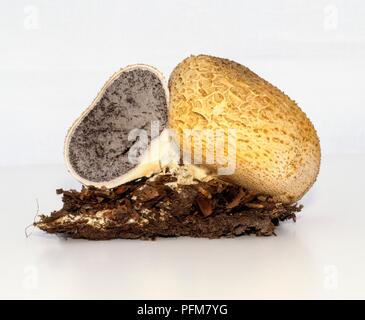 Scleroderma Citrinum (Common Earthball), poisonous mushroom showing gleba and sporocarp Stock Photo