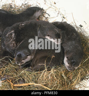 Oriental Small-clawed Otter (Aonyx cinerea) also known as Asian Small-clawed Otter, family in nest Stock Photo
