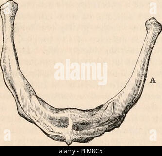 . The cyclopædia of anatomy and physiology. Anatomy; Physiology; Zoology. TONGUE. 1123 epiglottis. It contains less muscular and more fibrous tissue than any other part of the tongue. Such, then, is a general description of the tongue, — such are the appearances that pre- sent themselves to the eye, on regarding its ex- ternal surface and configuration. Let us now examine these structures more minutely, and, to facilitate that examination, arrange the parts that contribute to the formation of the organ, according to the office they fulfil, or their absolute nature. Regarding the tongue in this Stock Photo