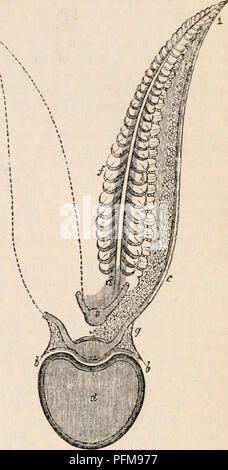 The anatomy of fish, Respiratory organs. Gills of a pike. Organs are ...