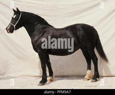 Female Welsh Section D Mountain pony,  standing, head in profile Stock Photo