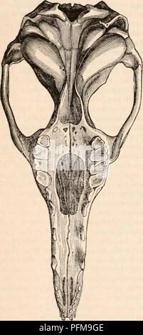 . The cyclopædia of anatomy and physiology. Anatomy; Physiology; Zoology. 274 MARSUPIALIA. ferous remains hitherto discovered in the se- condary formations, will justify the minuteness, perhaps tediousness, with which I have dwelt on characters that, inclusive of the teeth, serve to distinguish the cranium of the Marsupial from that of any Placental quadruped. The structure of the bony palate in the Marsupials is interesting in other respects. Since the de- fective condition of this part of the cranium is one of the characteristics of the skull of the Bird, it might be expected that some appro Stock Photo
