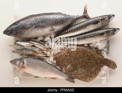 Fresh Fish popular in Turkey, Palamut, Bonito, Hamsi, Anchovies, Levrek, Sea bass, Uskumru, Mackerel, and Kalkan, Turbot, arranged on a chopping board. Stock Photo