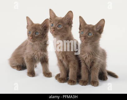 Three blue-eyed Cinnamon Angora kittens (Felis silvestris catus) looking in same direction. Stock Photo