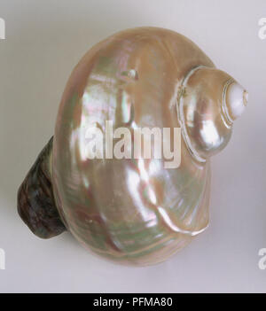 Nautilus shell, close-up Stock Photo