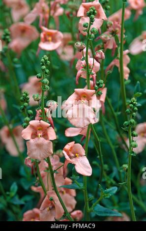 Diascia barberae 'Blackthorn Apricot', pink flowers and green buds on tall stems Stock Photo