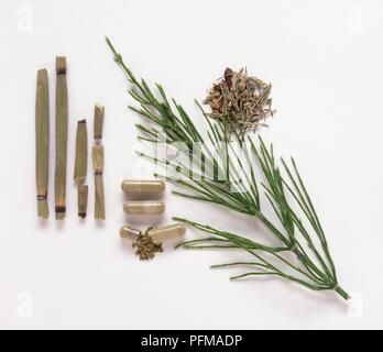 Dried stems from Equisetum hiemale, capsules, dried aerial parts and fresh aerial parts from Equisetum arvense, types of Horsetail Stock Photo