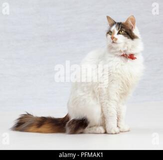 Semi-longhair cat, white with tabby tail and head markings, seated, looking away