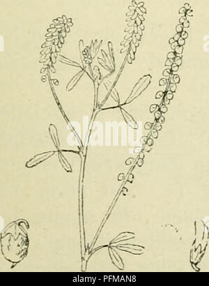 Melilotus sulcatus Desf Stock Photo Alamy