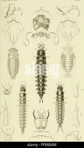 . De metamorphosi eleutheratorum observationes : bidrag til insekternes udviklingshistorie. Beetles. . Please note that these images are extracted from scanned page images that may have been digitally enhanced for readability - coloration and appearance of these illustrations may not perfectly resemble the original work.. Schiødte, J. C, (Jørgen Matthias Christian. 1815-1884. Kjøbenhavn : Thieles Bogtrykkeri Stock Photo
