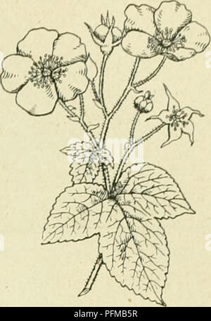 . De flora van Nederland. Plants. FAMILIE 77. — ROSACEAE. — 543. Rubus odoratus Fig. 648. De pluimen zijn armbloemi.c;. De bloemen hebben een groote (tot 0,05 breede), roode^ welriekende bloemicroon. De vrucht is rood, doch wordt zelden bij ons rijp. i^ 1-1,6 M. Mei—Augustus. Voorkomen. Deze heester is afkomstig uit Noord-Amerika en komt bij ons als sierstruik voor, doch is waarschijnlijk in een tuin te Vorden verwilderd gevonden. R. Idaéus') L. Framboos (fig. 649). Deze plant heeft 1-1'/^ M lange loten, die recht- opstaan, doch boven overhangen. Zij zijn rond, berijpt, meest met tal van zacht Stock Photo