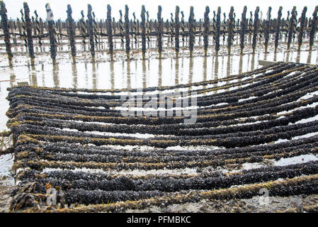 Bouchot mussels growing on poles along the coast in Normandy, France ...