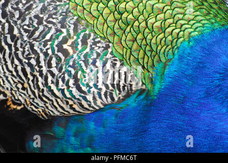 A stunning abstract close up of the contrasting iridescent colors and patterns of the beautiful feathers on the back of a male Peacock. Stock Photo