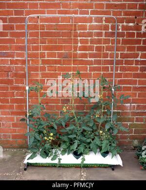 Tomato plants supported by string attached to a metal frame, grown from a growing bag Stock Photo