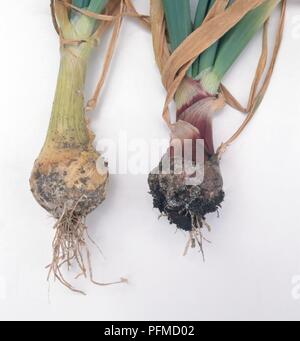 Onions affected by Sclerotium cepivorum (Onion white rot) Stock Photo