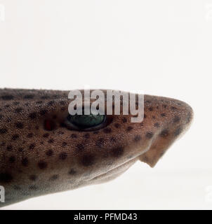 Head of Lesser spotted dogfish (Scyliorhinus canicula), profile Stock Photo