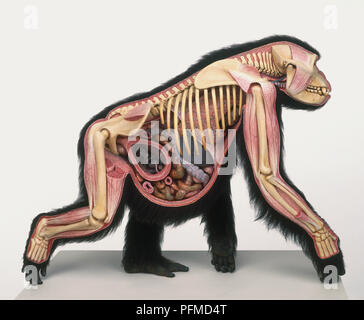Cross-section model of pregnant Gorilla (Gorilla gorilla), side view Stock Photo