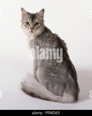 Blue Silver Somali cat with oval eyes, pricked ears and semi-long