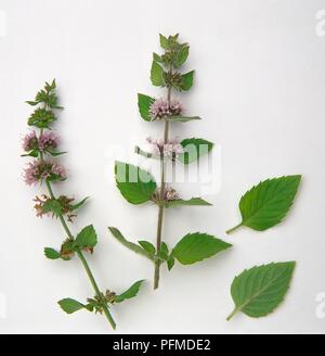 Flowering stems and leaves from Mentha arvensis (Corn mint) Stock Photo