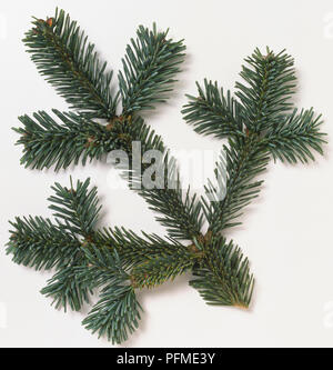 Pinaceae, Abies lasiocarpa var. arizonica 'Compacta', Subalpine Fir, stem with green needle-like leaves, with two narrow bands on underside. Stock Photo