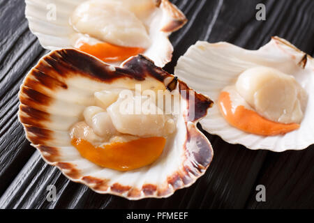 Seafood background with fresh scallops in white and brown shells. Seafood delicacies. horizontal format Stock Photo