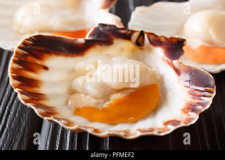 Sea delicacies raw scallops in a seashell macro on a black table. horizontal Stock Photo