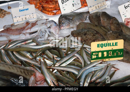 France, Normandy, Caen Market, Equille, squid, prawns and other fresh seafood on stand. Stock Photo