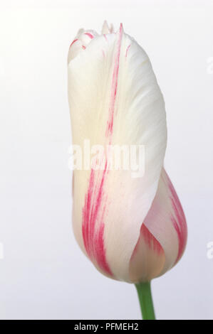 Tulipa 'Marilyn' (Tulip), pink and white flower head, close-up